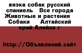 вязка собак русский спаниель - Все города Животные и растения » Собаки   . Алтайский край,Алейск г.